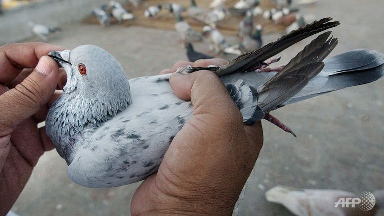 India Police Detain Pigeon with Threatening Modi Note