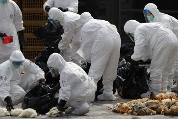 China Bird flu