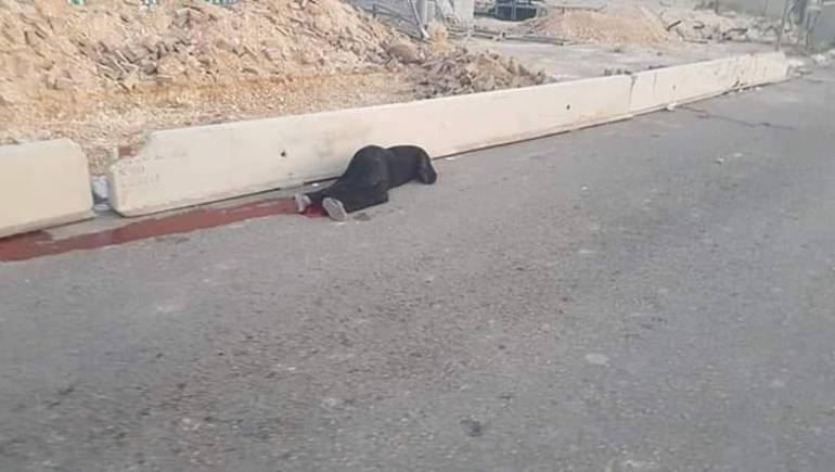Palestinian woman martyred