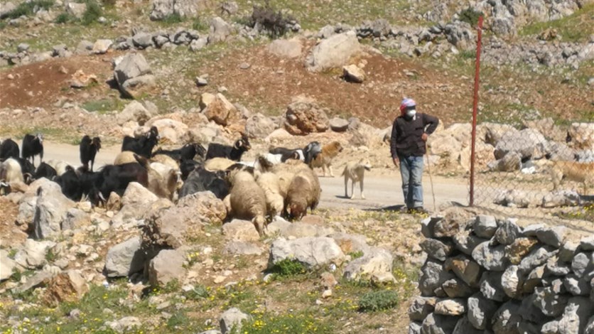 Lebanese shepherd border