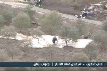 olive harvesting south Lebanon