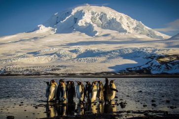 penguins Heard Island