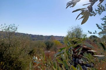 photo_6012634029339299741_y