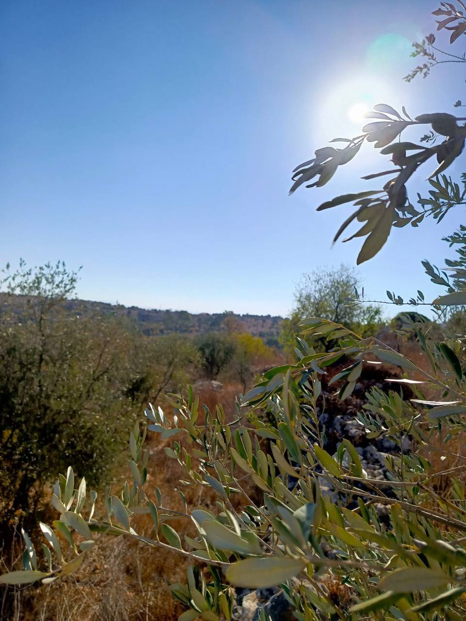 photo_6012634029339299741_y